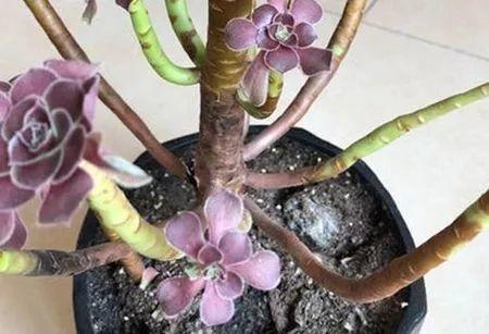 黑法师掉叶子黑腐怎么办,黑法师砍头后成光杆了还能发芽吗