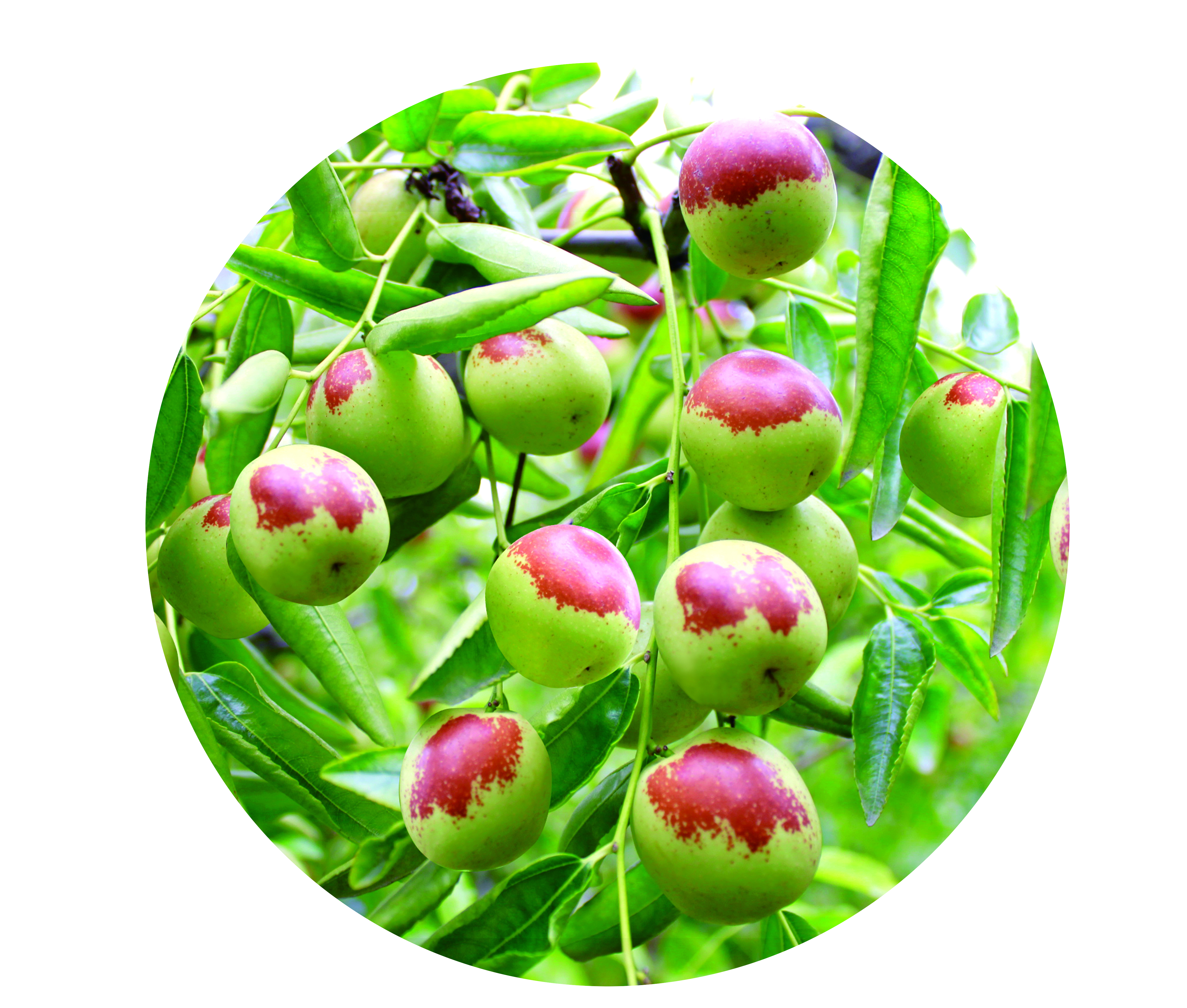 中国冬枣第一村拥有多少亩冬枣,正宗沾化冬枣之乡