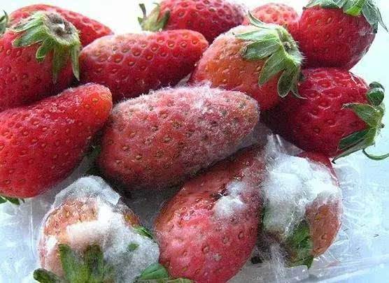 注意这些食物发霉千万别吃很危险,所有食物变质会怎么样