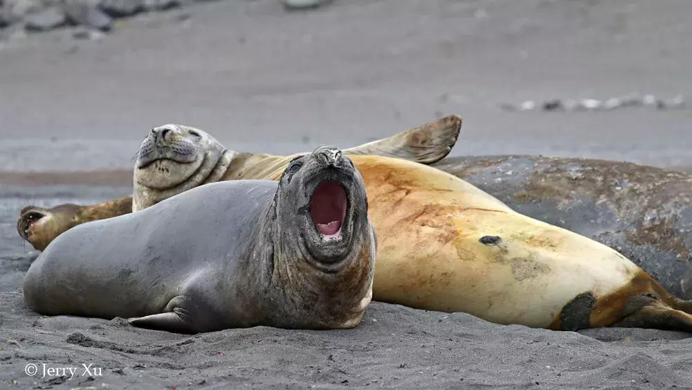 宝典妈妈带你了解国际海豹日,国际海豹日科普