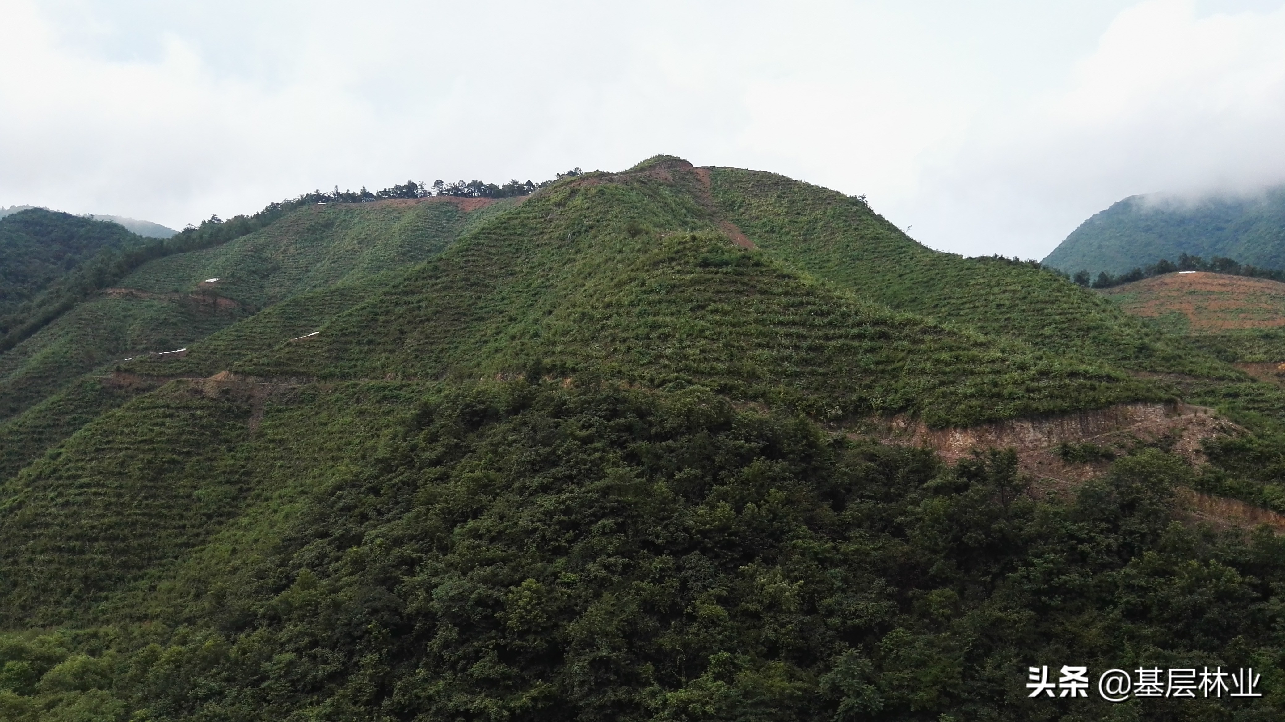 一棵杉木有多少立方,一棵十年的杉木值多少钱