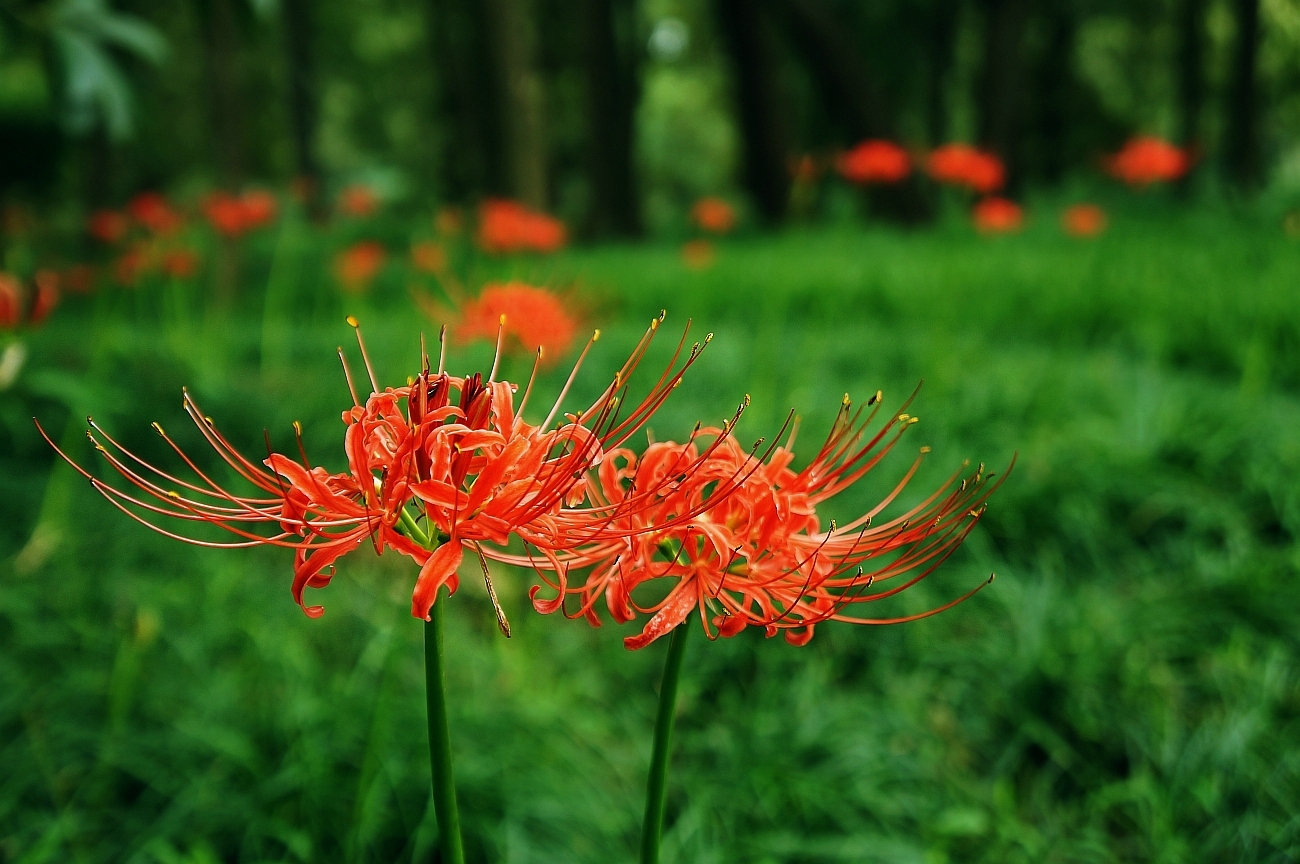 四季种球植物曼珠沙华彼岸花 (曼珠沙华的忧伤与思念)