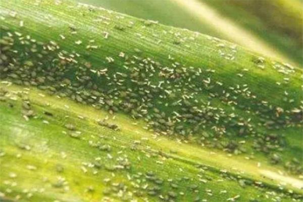 蛀虫怎么治才能彻底消灭,蛀虫的解决方法