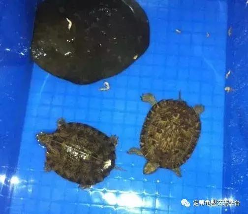 半水龟缸细致讲解,半水龟造景生态缸入门