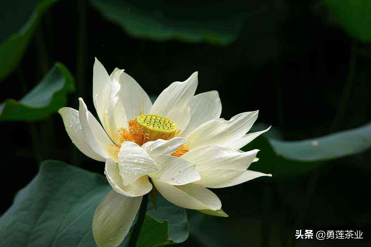 古今贤文劝学篇朗读,古今贤文增广贤文全文解读