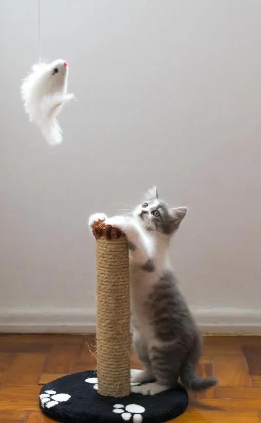 一个月生活费1万的猫咪,一只猫一个月生活费