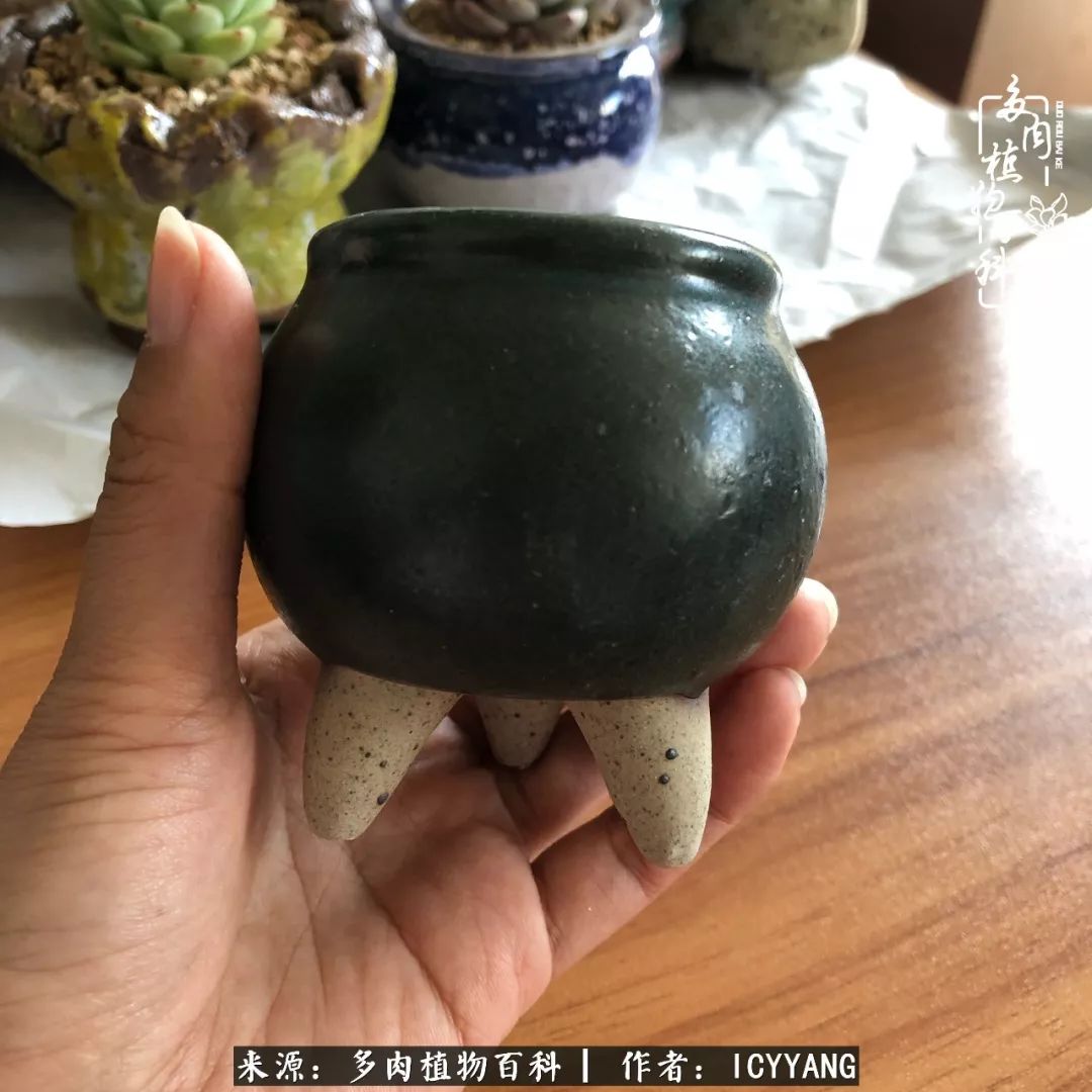 多肉隔着玻璃晒太阳效果好吗,隔着玻璃养的多肉照样长得好