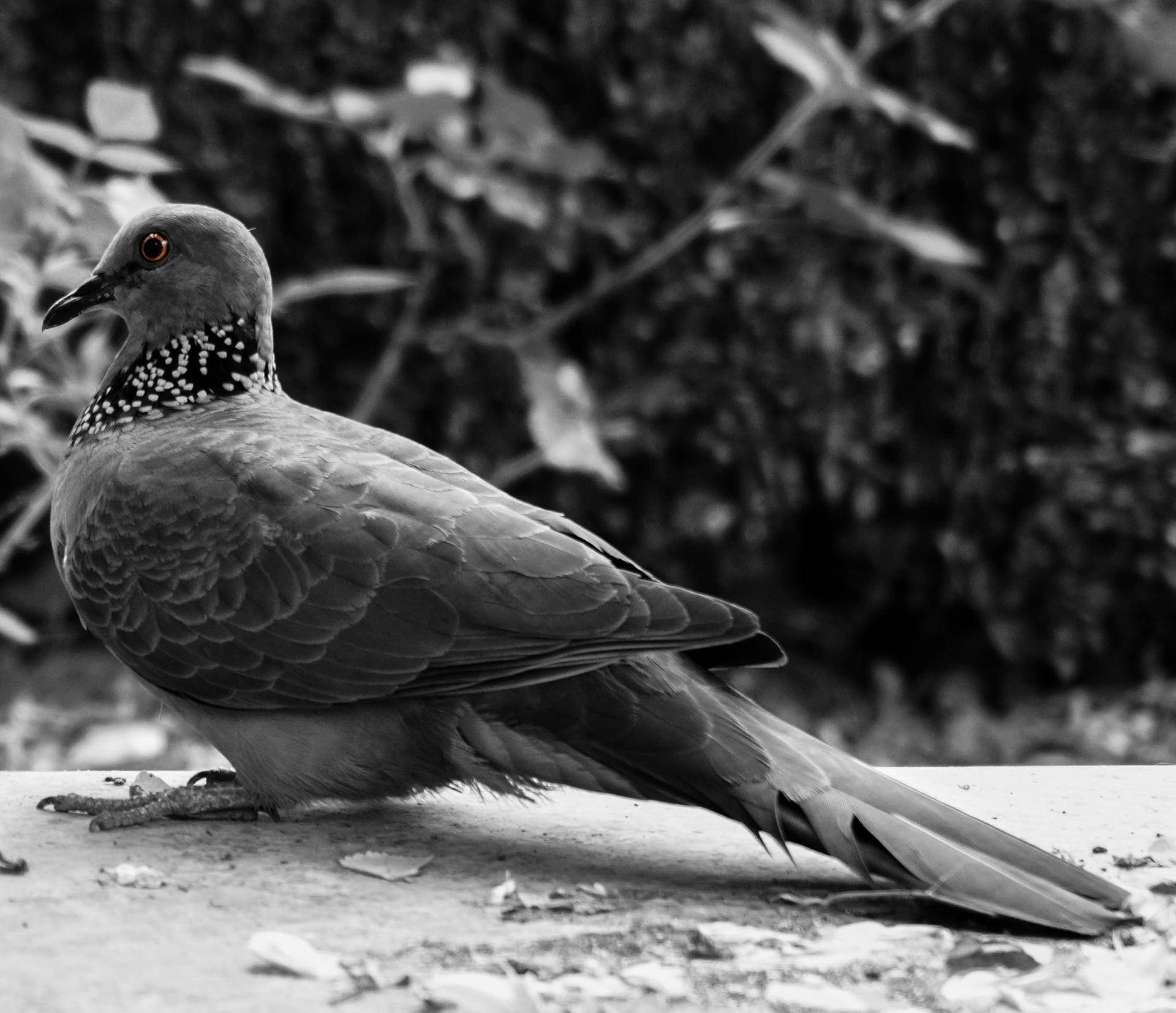 索尼微单6000与6100区别,索尼6100拍抖音评测