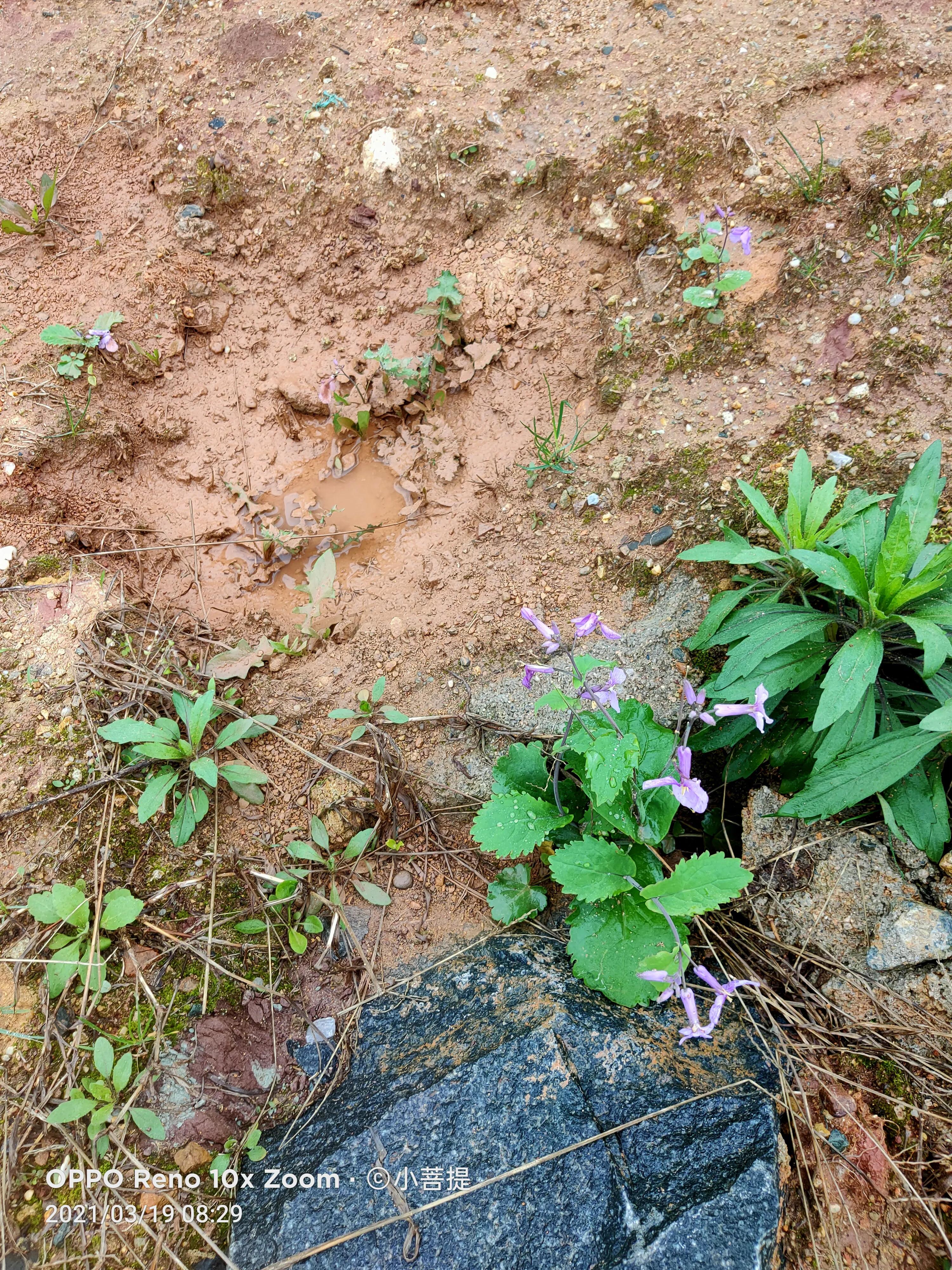 这种植物为成就蜀国屡次北伐功不可没