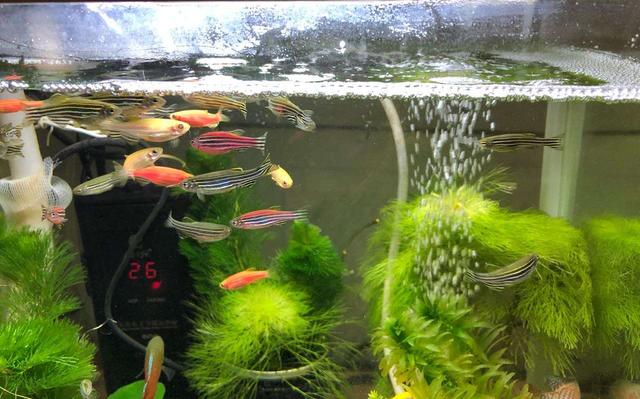 鱼缸水面小气泡多并且不破怎么办,鱼缸水面气泡久久不散是什么原因