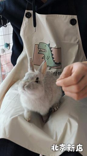 北京有没有撸猫的地方,福州撸兔兔的店