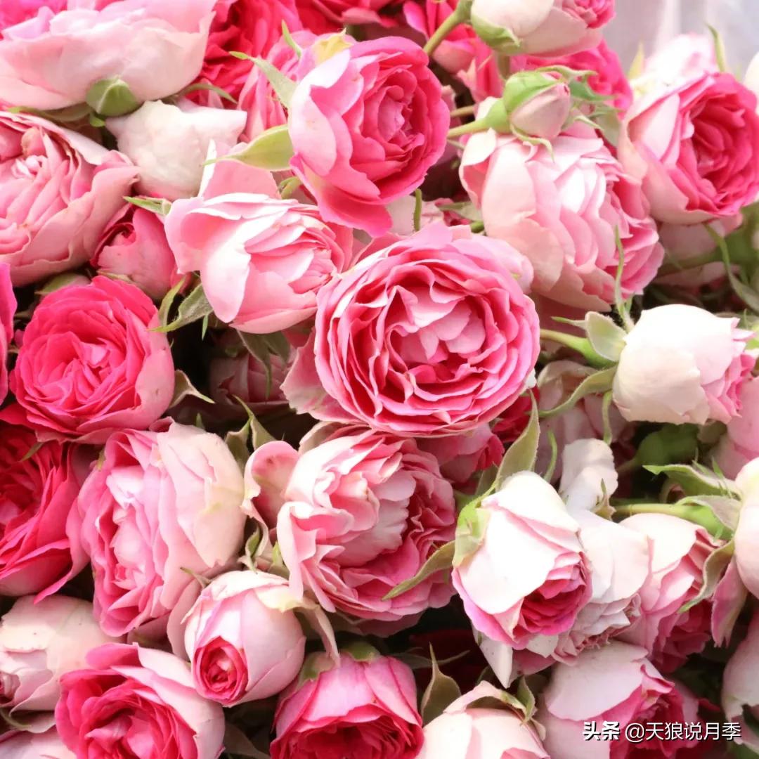 不容易，天狼自育终于打折了！空蒙只要50不到！