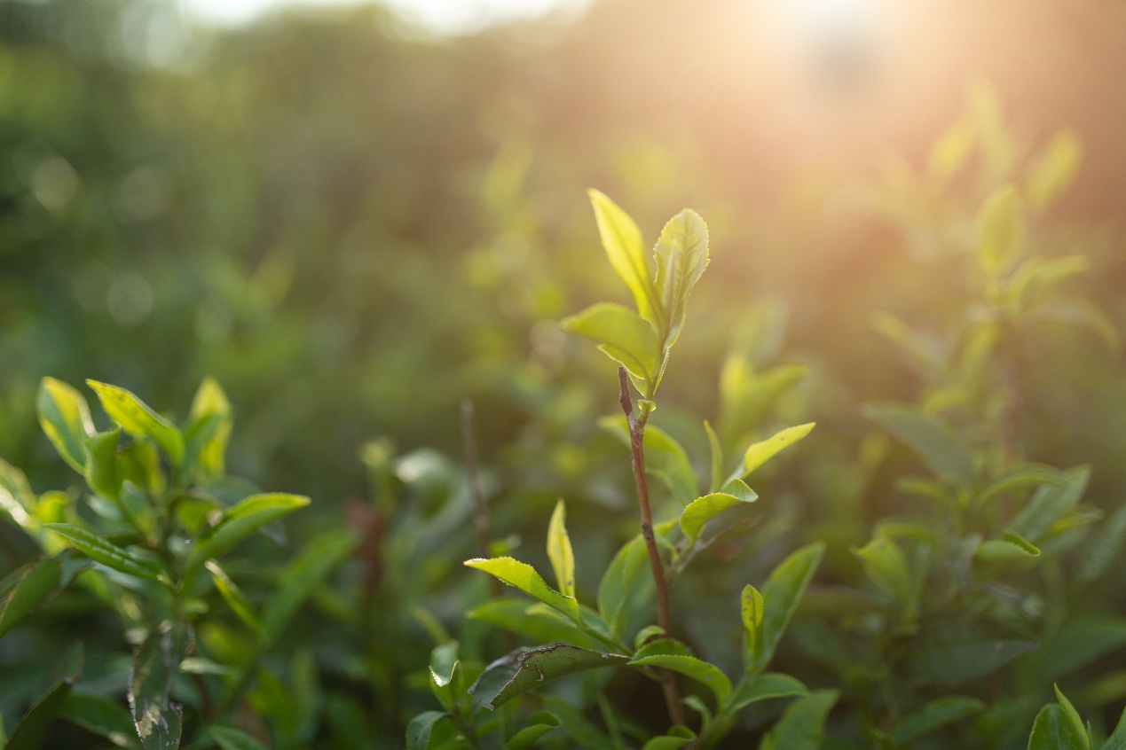 一记红,一记红茶叶