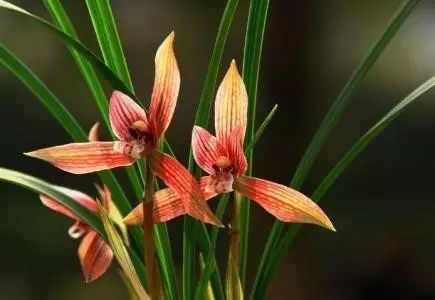 兰花生病怎么治最有效果,兰花病害怎么治愈