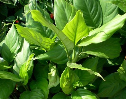 什么绿植吸收甲醛最好,大绿植吸甲醛比较好的都有什么