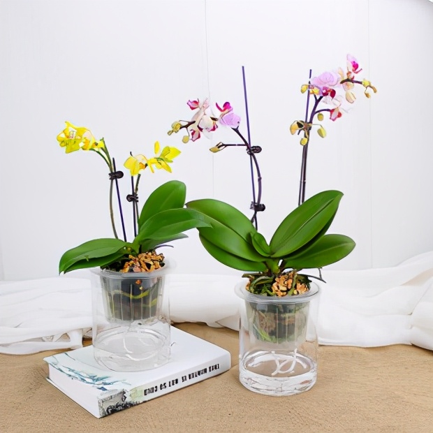 南美室内水培观赏绿植,水培绿植与土培绿植的区别