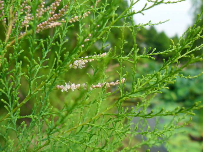 柽柳的功效主治什么病,柽柳的功效主治