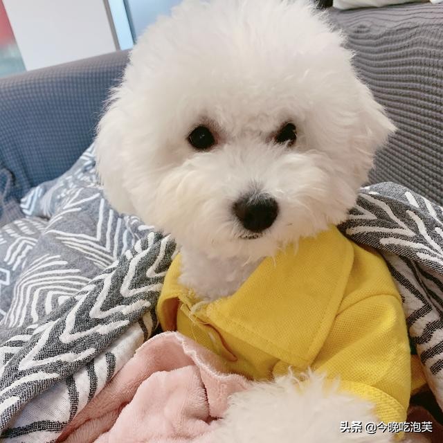 小比熊来新家大狗狗就开始有泪痕,比熊狗狗泪痕怎么去除最快最有效