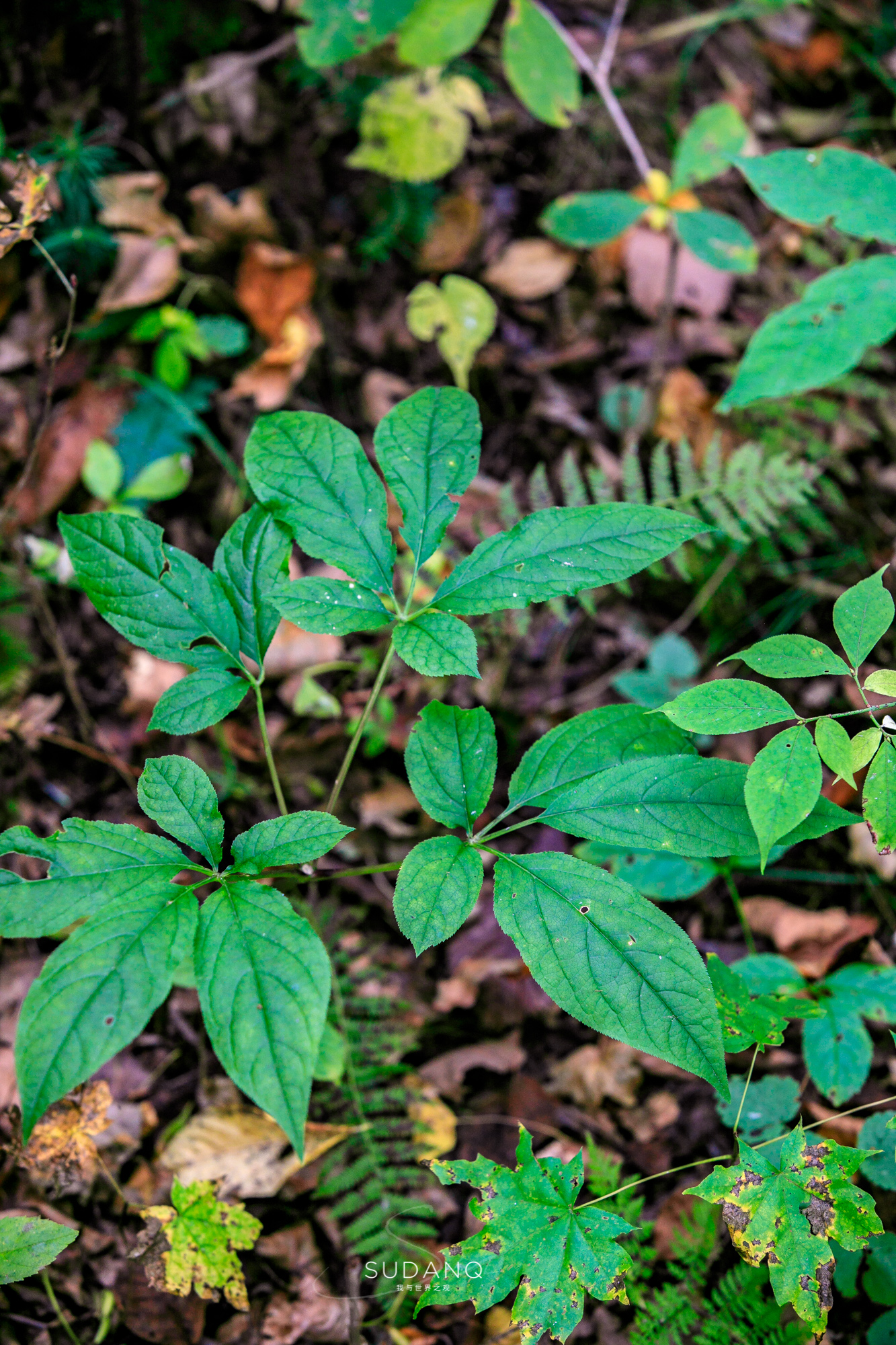 长白山百年野生人参为什么贵,长白山人参最好在哪里