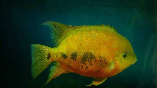 南美慈鲷,慈鲷有黑色的吗