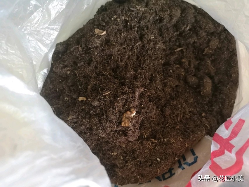 吊兰容易折断是怎么回事,吊兰叶片少不长新叶片是什么原因