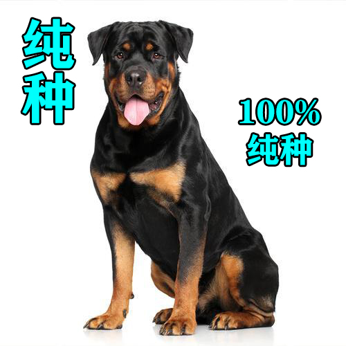 成年罗威纳犬多少钱一只纯种,罗威纳长嘴立耳是纯种的犬吗