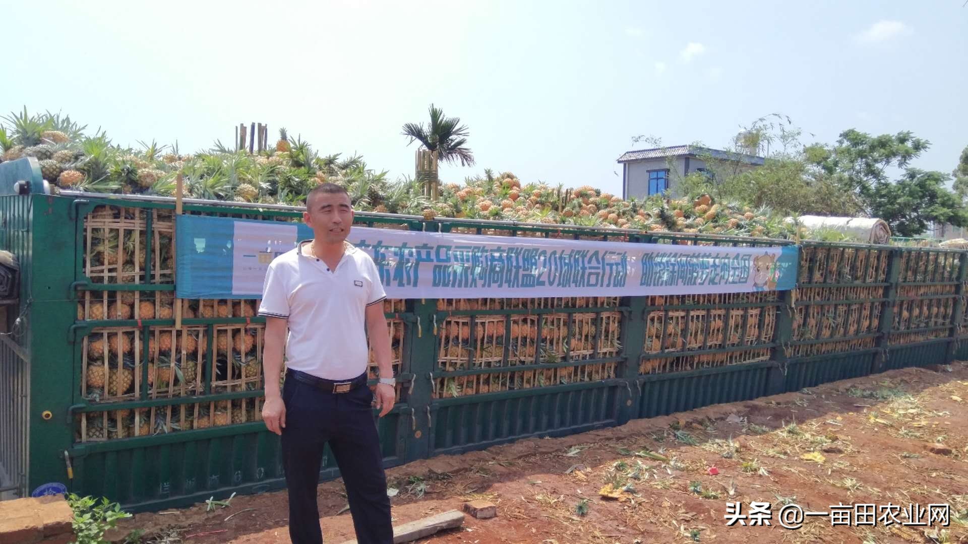 他从黑龙江出发，开车3天、72小时、近10000里，只为买到好菠萝！