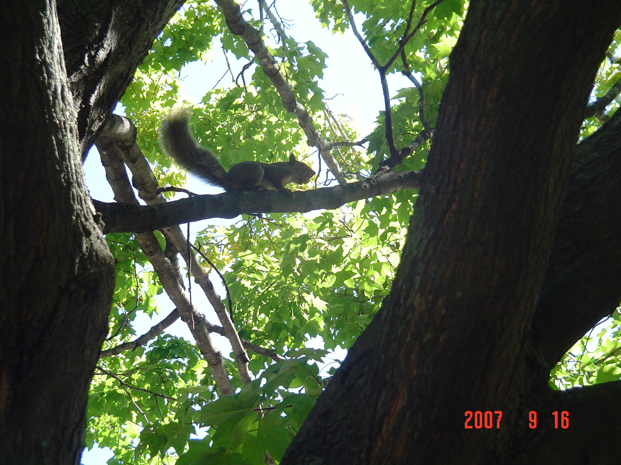 我的“大尾巴”,你在异国他乡还好吗?