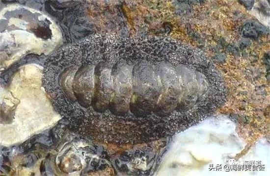 好吃不贵的海鲜种类有哪些,最好吃又最常见海鲜有几种