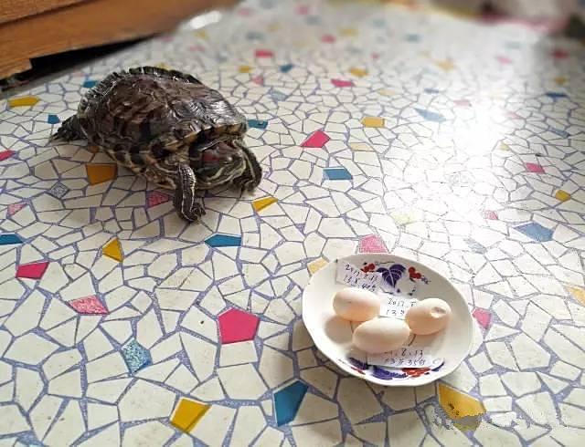 单身乌龟下了3个蛋，主人却满脸问号：这能生出幼崽吗？