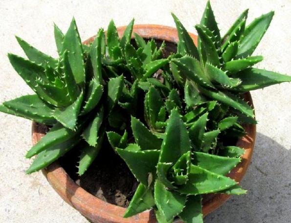 虎皮芦荟侧芽多了怎么移栽,怎样移栽芦荟的侧芽