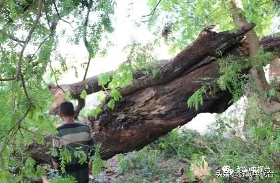 一棵被保护的百年古树,一棵百年的古树被雷击