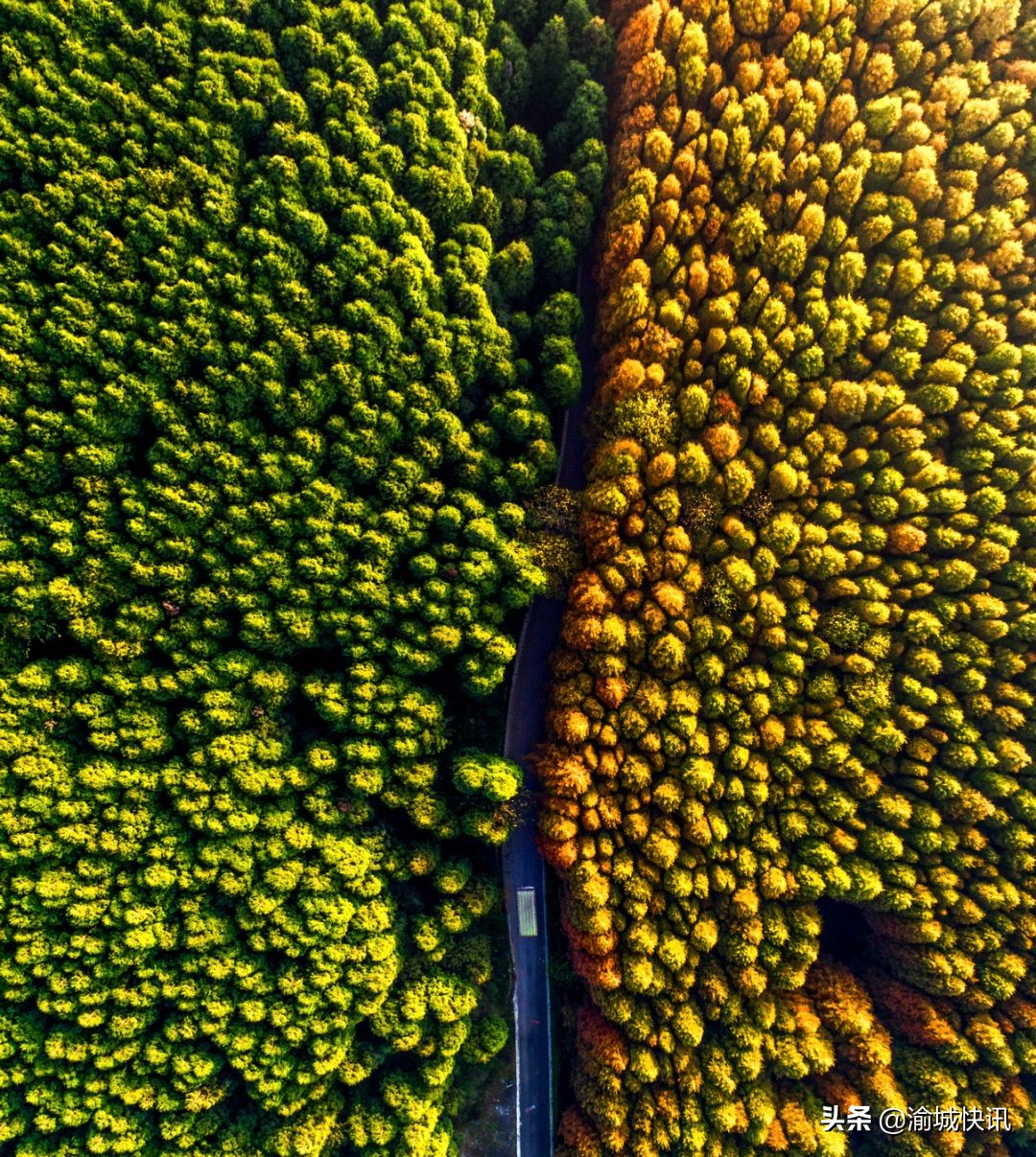重庆无症状感染者最新情况,重庆无症状感染者在哪个区