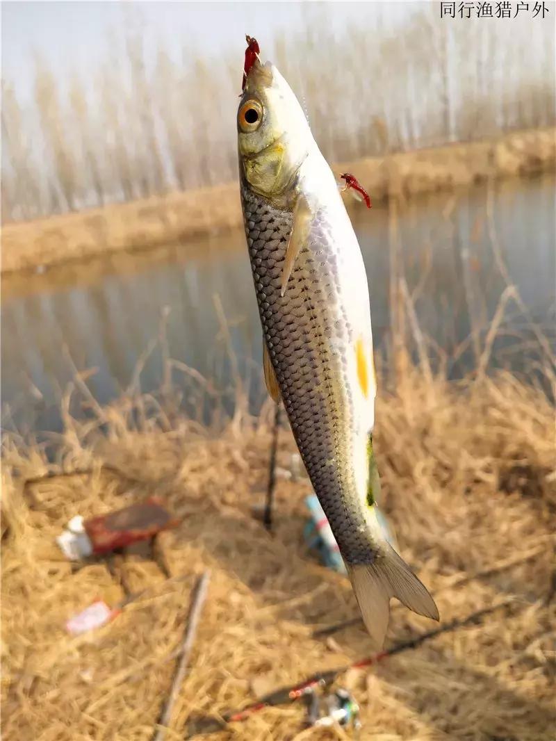 钓鱼笔记之小塘有惊喜全集,钓鱼小笔记