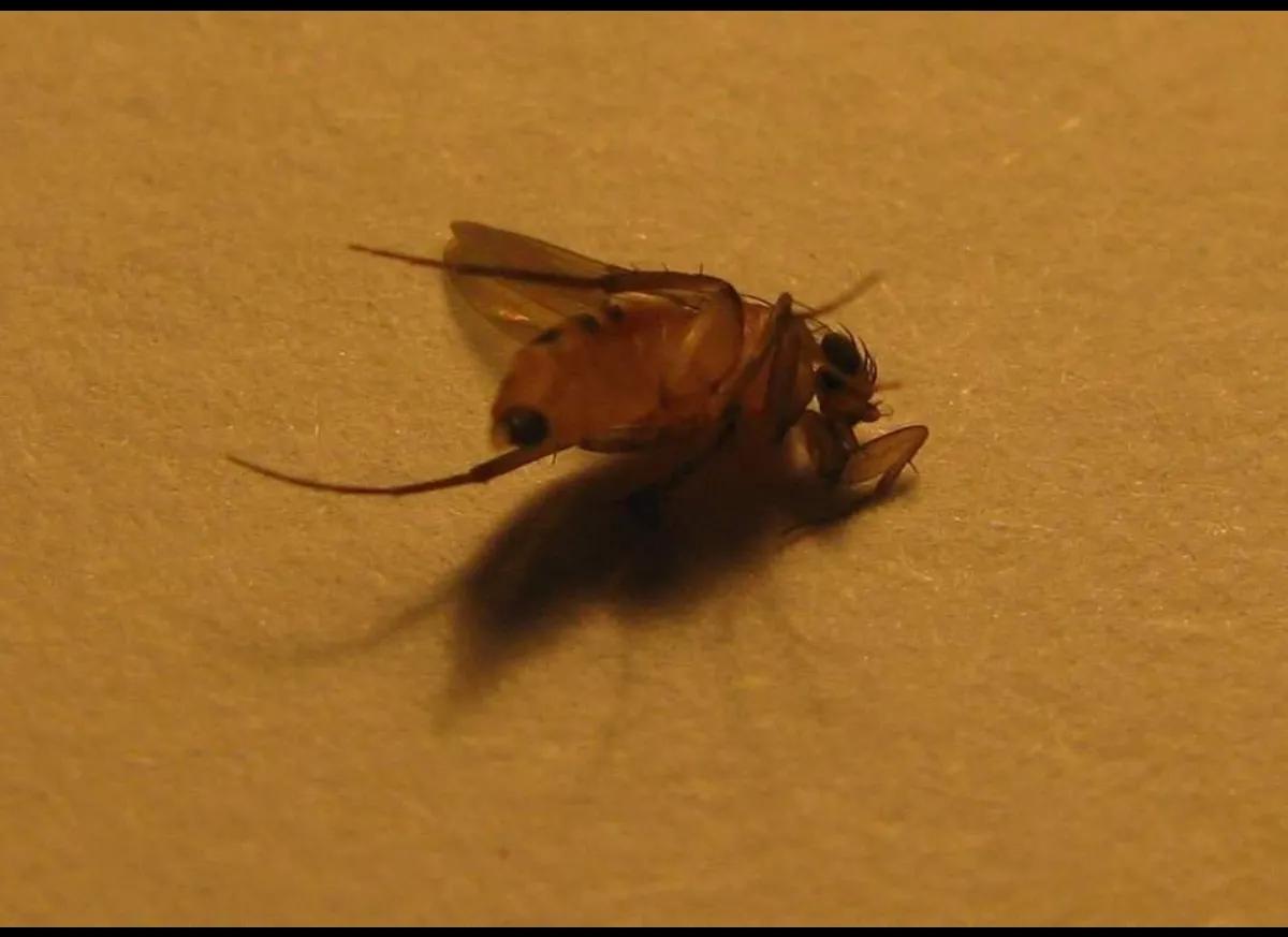 四川墨蚊咬了用什么药,被墨蚊咬了图片