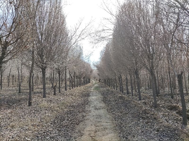 乌鲁木齐免费玩的地方运动场地,乌鲁木齐游玩适合烧烤的地方