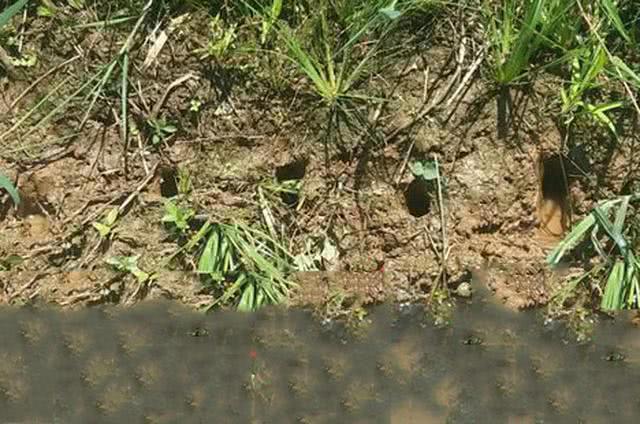 钓黄鳝技巧2.0,钓黄鳝技巧钩子是朝下还是横放