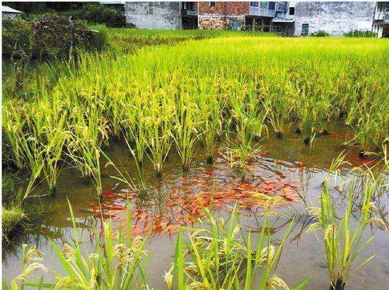 小龙虾用什么饵最好钓,钓小龙虾用什么饵最有效