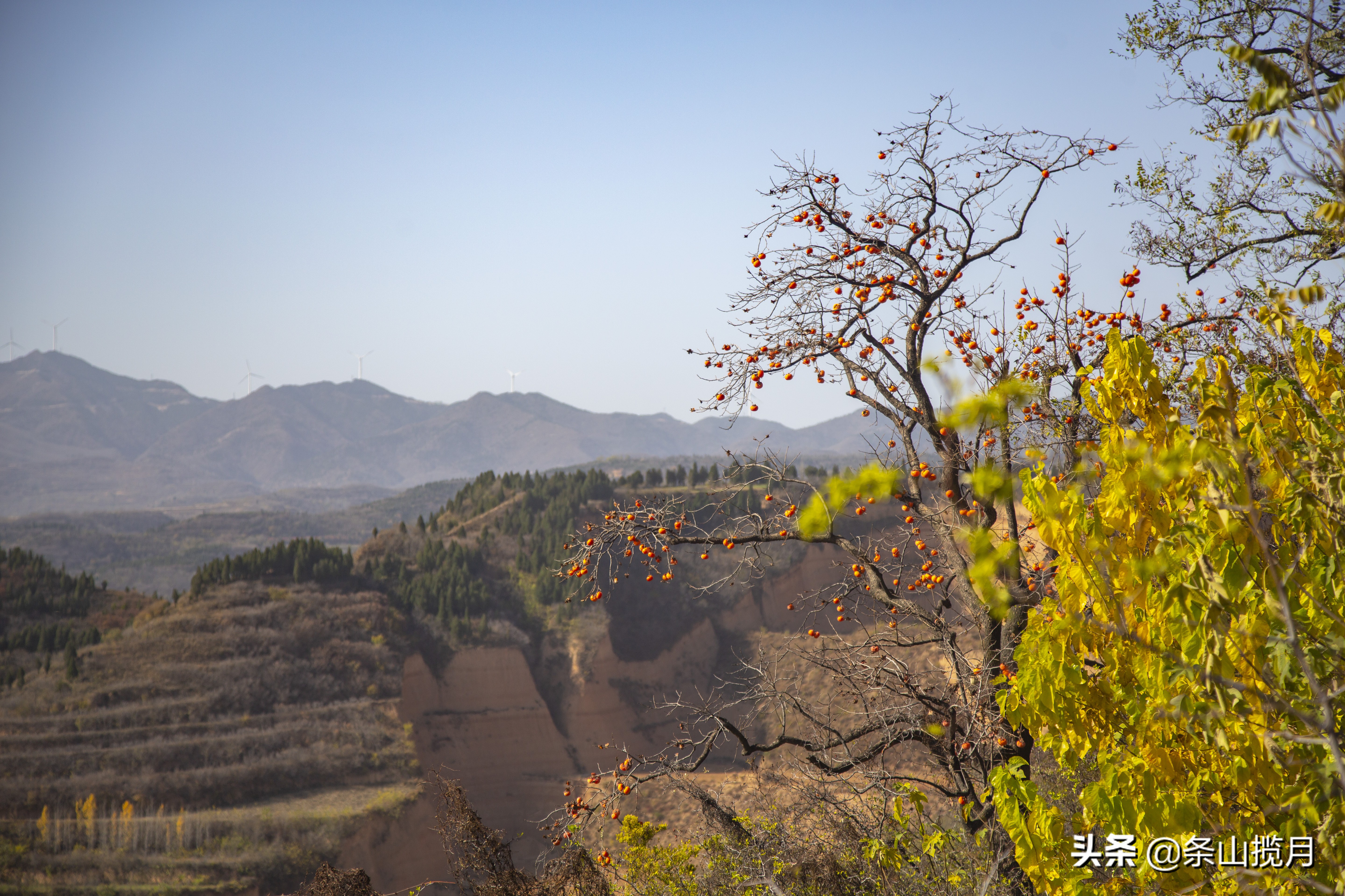 柿子红了记忆中的乡愁,柿子红了的乡愁文案