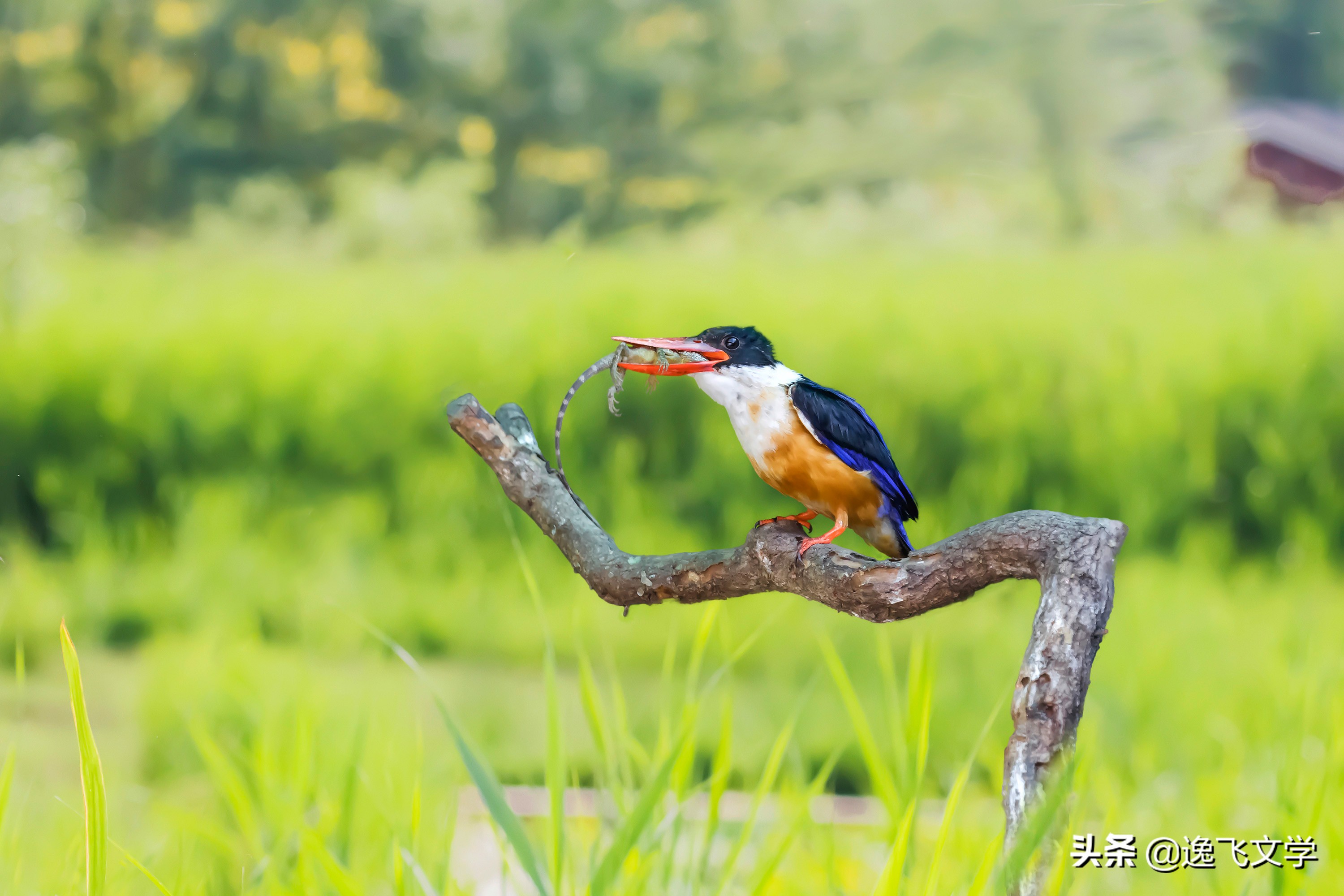 摄影纪实战争,摄影现代战争