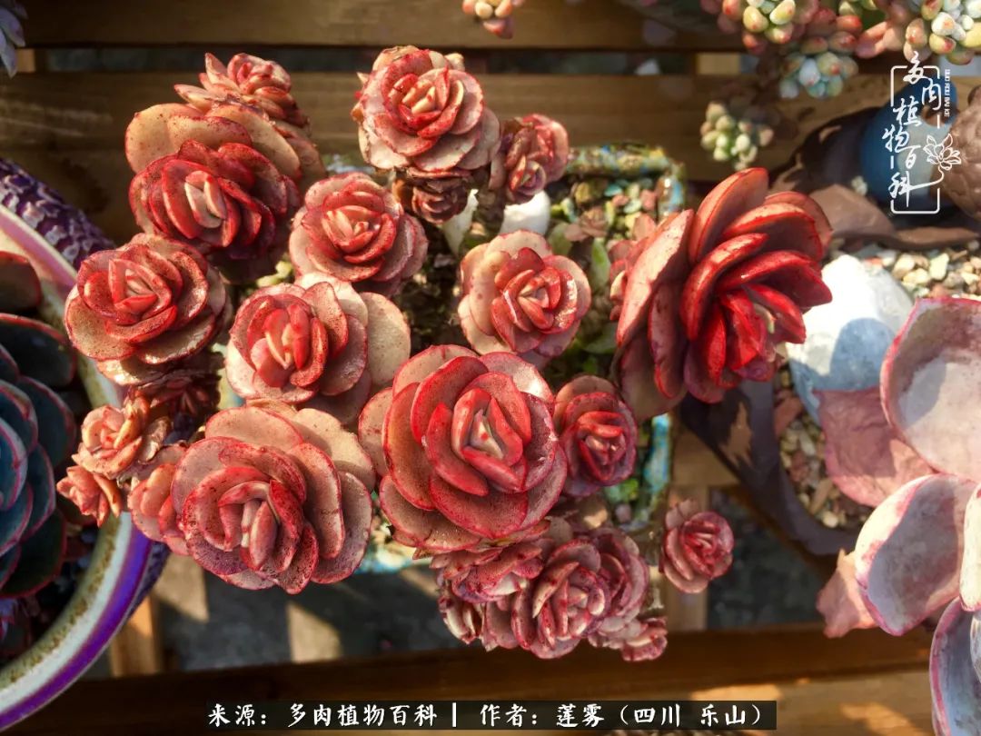 治愈系多肉精灵,初冬携一抹暖阳与多肉相伴