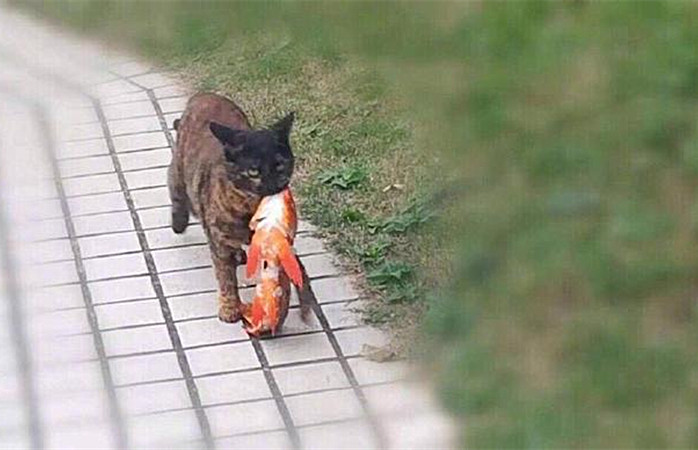 家门口多出一条锦鲤，女子很纳闷，观察几天发现送鱼的竟是流浪猫