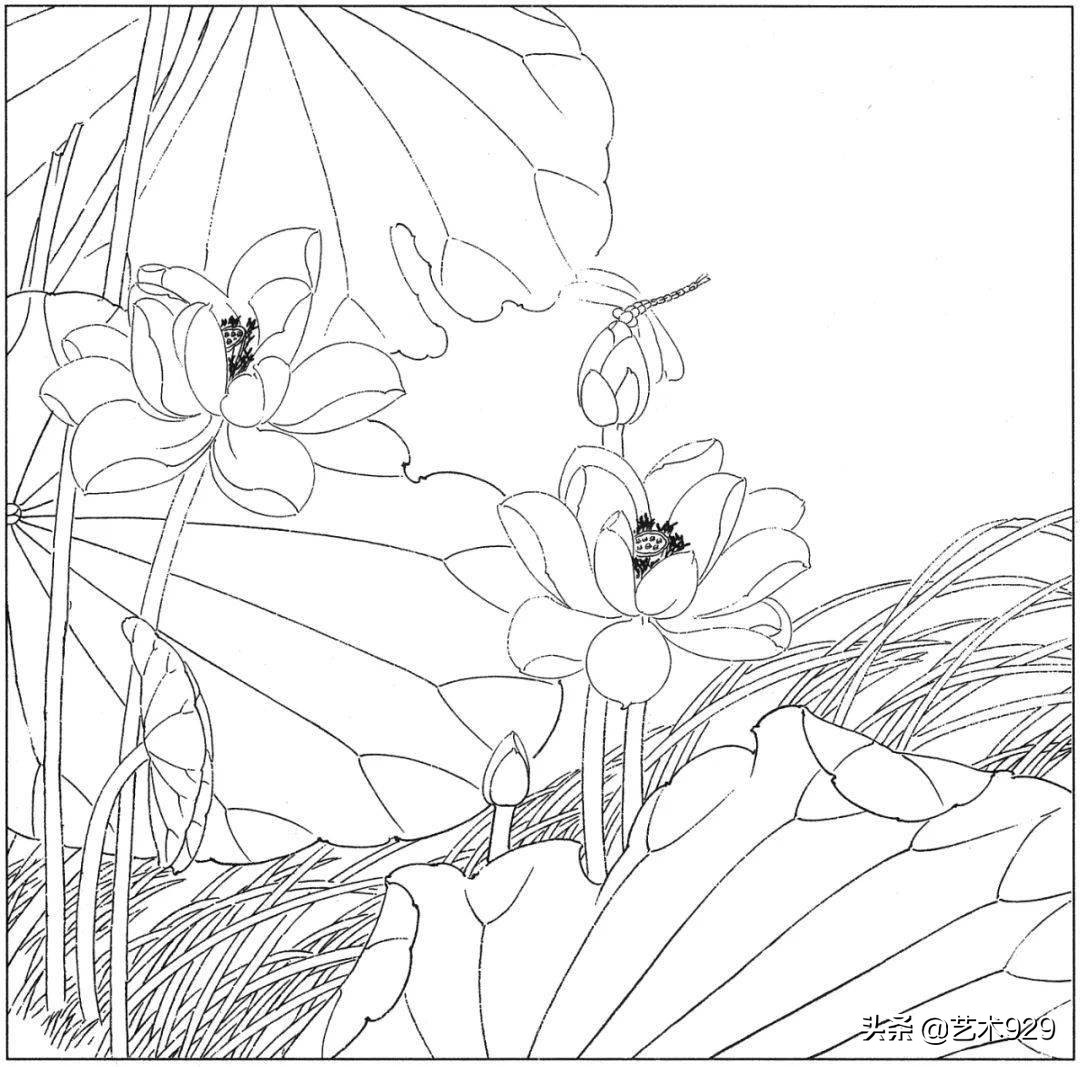 适合初学者的荷花白描画稿,荷花小品实用白描画稿