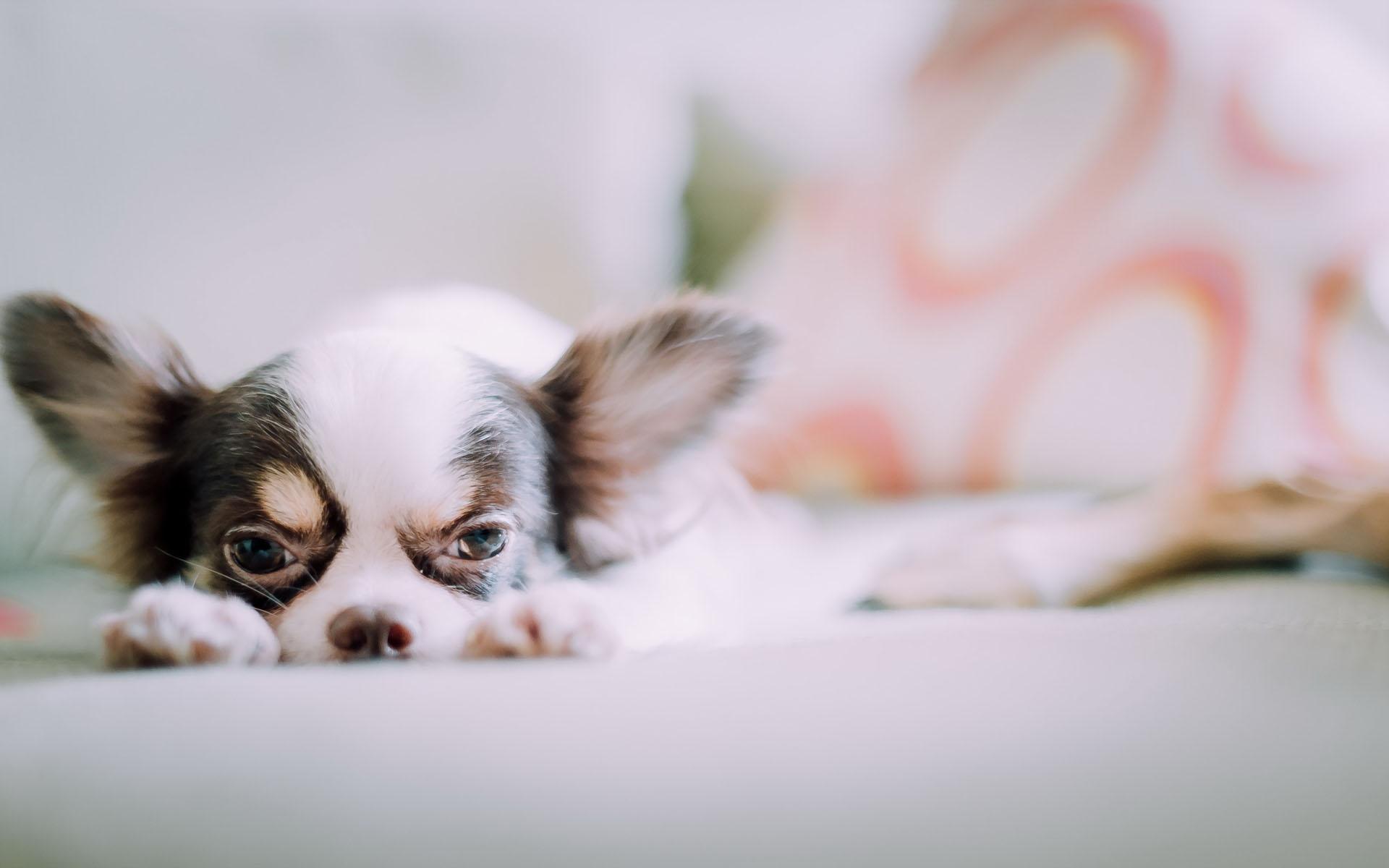 狗狗总是像很热一样喘是怎么回事,狗狗总是喘粗气是怎么回事