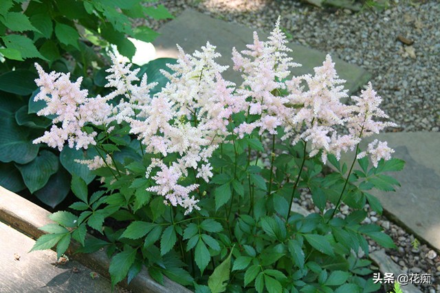 网红黑紫色叶子盆栽,落新妇银星盆栽