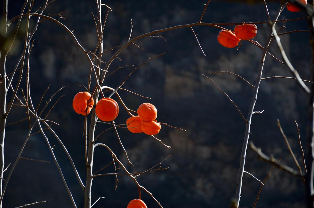 影像记录｜遇见最后一抹秋色——承德兴隆陡子峪乡蜂洞子