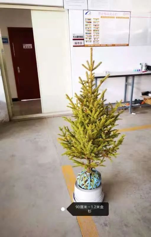 挪威云杉夏天怎么养,挪威云杉温和净肤