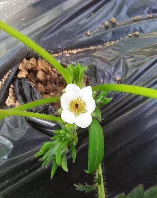 草莓叶子发黄边缘干枯补救方法,草莓心叶子萎蔫怎么办