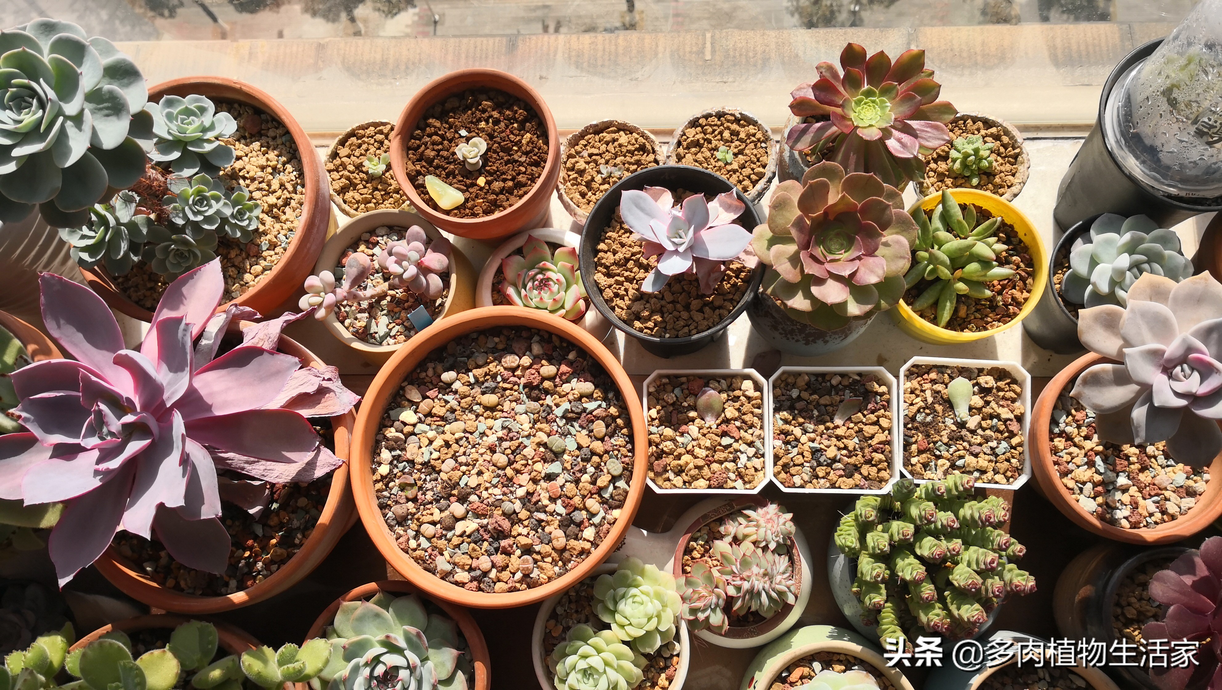 生石花多肉多久蜕皮,多肉生石花种子发芽过程