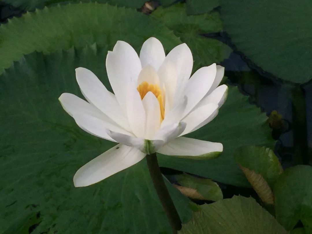 江阴嘉茂国际花鸟园,江阴嘉茂国际花鸟园什么时候再开